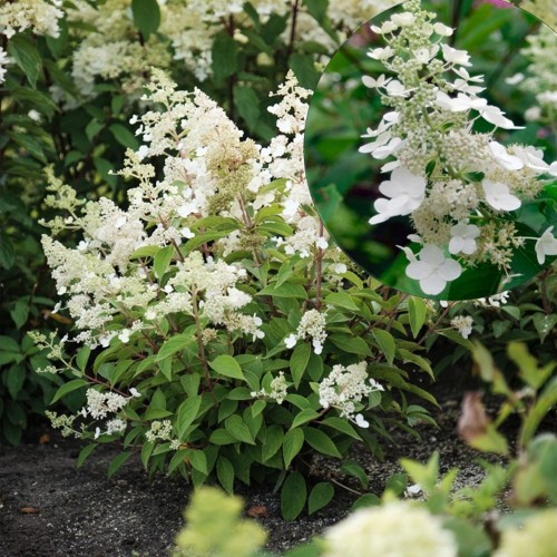 Hydrangea paniculata 'Kyushu' - Aedhortensia 'Kyushu' C2/2L